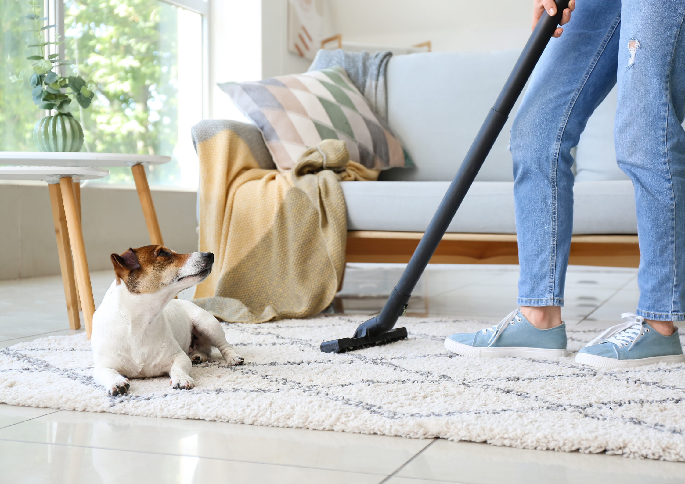 How to Maintain a Clean Home When You Have Pets